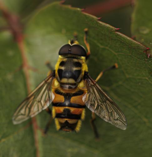 Réf. 345 678 : Myathropa florea